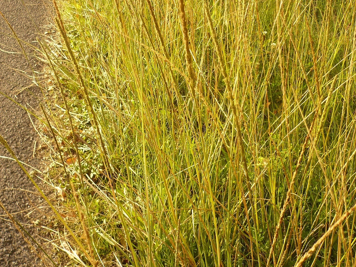 Sporobolus indicus (Poaceae)